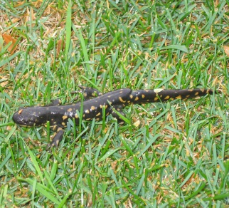 What Is This?